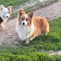 Barbie - Pembroke Welsh Corgi