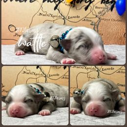 (2) Wattle - Blue merle male Miniature Australian Shepherd puppy in Huntington, Texas from JKKJ Farms