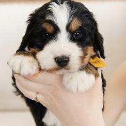 'Peter' Orange Collar Male - Tri-color male Bernedoodle puppy in Kamas, Utah from A + E Farms