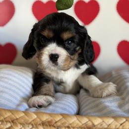Han Solo - Tri-color male Cavalier King Charles Spaniel puppy in Fontana, California from Magical Cavaliers