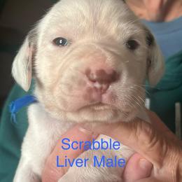 Scrabble - White and liver brown male Dalmatian puppy in New Jersey from Prestige Dalmatians