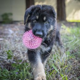 German Shepherd Puppies from Agrestal German Shepherds