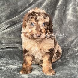 Kiri - Brown merle female Aussiedoodle puppy in Cleveland, Georgia from Jam's Doodles And Poodles