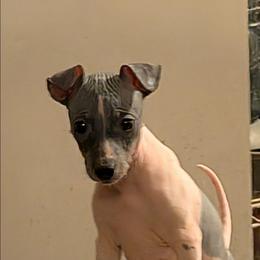Agave - White and black female American Hairless Terrier puppy in Phoenix, Arizona from Bare Valley