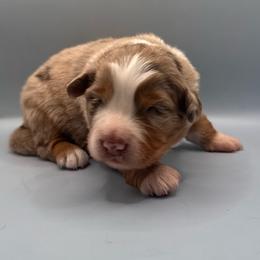 Cindy - Red merle female Australian Shepherd puppy in New Boston, New Hampshire from Painted Pup Australian Shepherds