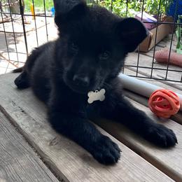 Tan Collar (Black) - Black and tan male German Shepherd puppy in Kansas, Ottawa, Kansas from Import German Shepherds of Kansas