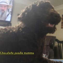 Ellie - Poodle