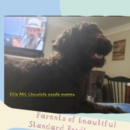 Ellie - Poodle
