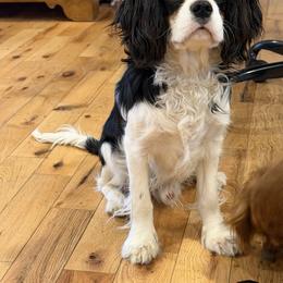 Cavalier King Charles Spaniel Puppies from FairHawk Downs