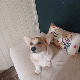Pembroke Welsh Corgi All Grown Up from Rachael Singletary