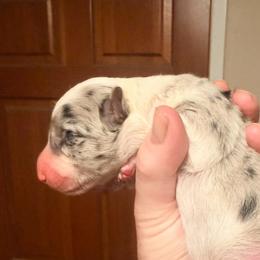 Dandelion - White and blue merle male Border Collie puppy in Lebanon, Oregon from Cahill’s Canines