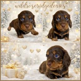 Bronco - Chocolate and tan male Dachshund puppy in Alexander, North Dakota from Wild Rose Ridge Doxies