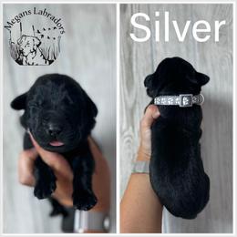 Silver - Black male Labrador Retriever puppy in Ste. Genevieve, Missouri from Megans Labradors
