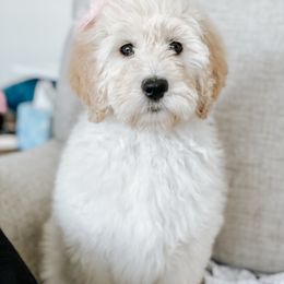 Goldendoodle and Golden Retriever Puppies from Cajun Doodles and Retrievers