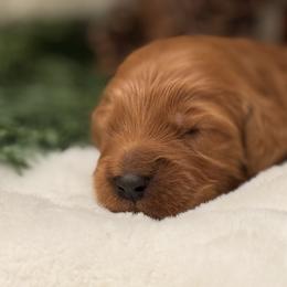 Tiana - Red  female Goldendoodle puppy in Boise, Idaho from Goldendoodle Baby