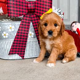 Sun Sprite - Red  female Goldendoodle puppy in West Haven, Utah from Split Mountain Doodles