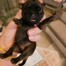 Pink collar - Belge female Brussels Griffon puppy in Welch, Minnesota from Baringer Brussels
