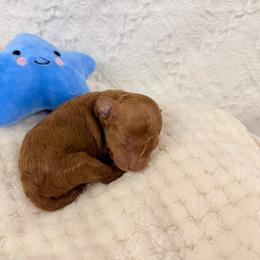 Pluto - Red  male Poodle puppy in Florida from Adorable Toy-Miniature Poodles