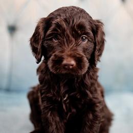 Jasper - Chocolate male Goldendoodle puppy in Athens, Alabama from Brewing Doodles