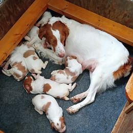 Brittany puppies from High Hopes Kennel