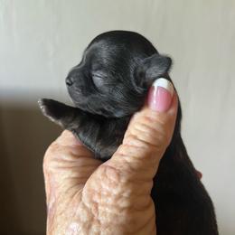 Glory - Chocolate brindled fawn female Chihuahua puppy in Tecumseh, Oklahoma from Callie’s Happy Chihuahuas, Callie’s Happy Treasures LLC