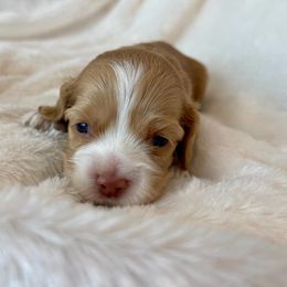 Cocker Spaniel Puppies from Jennifer Dees
