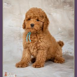 Bradley - Red male Cockapoo puppy in Connersville, Indiana from Deaz Doodle Ranch