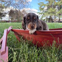 Chili - Piebald male Dachshund puppy in Clifton, Idaho from Diamondline Doberman