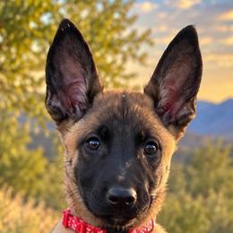 Sable - Yellow female Dutch Shepherd puppy in Sierra Vista, Arizona from KnightWatch K-9
