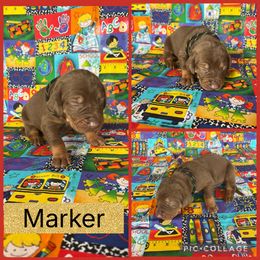 Marker - Chocolate male Catahoula Leopard Dog puppy in Forbes, Minnesota from North Country Catahoulas