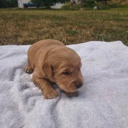 Mr Potato- Red collar  (3rd pick male) - Golden male Golden Retriever puppy in Tenino, Washington from Oak River Goldens'
