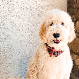 Wallie - Goldendoodle