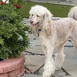 Poodles from Debra Baker