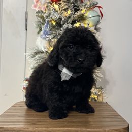 Bobby boy 1 - Black male Poodle puppy in Berea, Kentucky from Blair’s Furry Friends