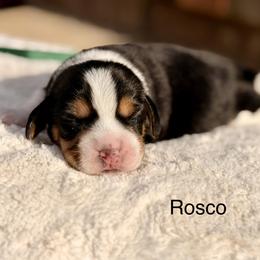Rosco - Black tan and white male Beagle puppy in Mansfield, Missouri from Rippee Creek Kennel