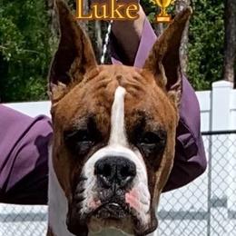 Luke - Boxer