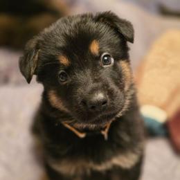 White collar (Socks) - Black and tan male German Shepherd puppy in Hermitage, Pennsylvania from Shepherds of the Hundred Acres