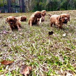 Cavalier King Charles Spaniel Puppies from Sweet Southern Cavaliers and Frenchies