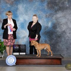 TBD - Staffordshire Bull Terrier
