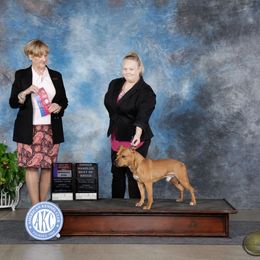 TBD - Staffordshire Bull Terrier