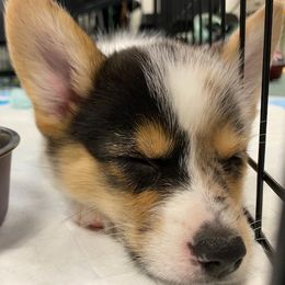 American Corgis from Will-O-Wisp Corgis