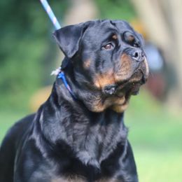 Zag - Rottweiler