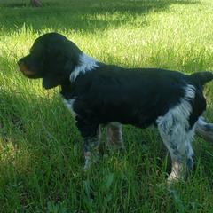 French Brittany Puppies from Dakota Point Kennel