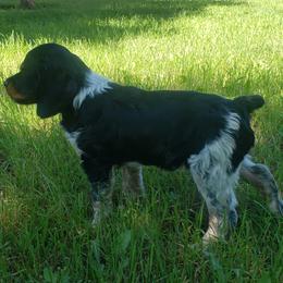 French Brittany Puppies from Dakota Point Kennel