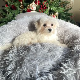 Luigi - White Maltese puppy in Dallas, Texas from Lizeth's Pups