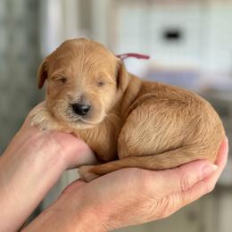 Snow White-Pink - Apricot female Goldendoodle puppy in Bay City, Texas from Charming Doods Goldendoodles