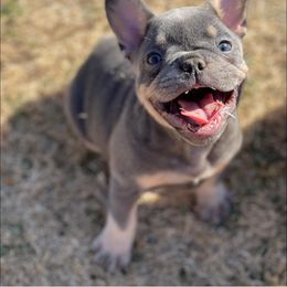 French Bulldog Puppies from Full Throttle Frenchies