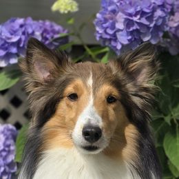Cash Man - Shetland Sheepdog