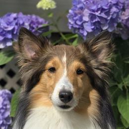 Cash Man - Shetland Sheepdog