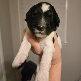 Forrest - Black and white male Bernedoodle puppy in Mckenzie, Tennessee from Small Town Doodles & Poodles